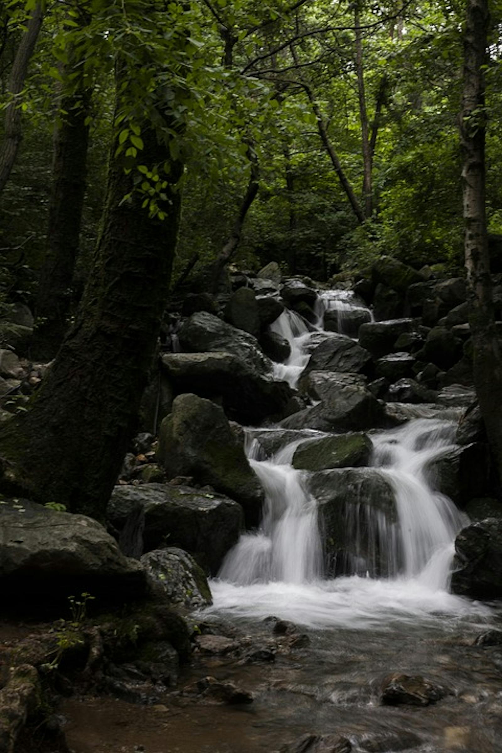 Central Korean Deciduous Forests One Earth